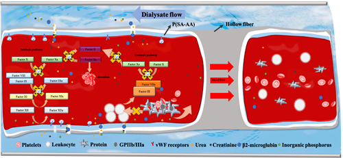 劉富團隊：在自抗凝透析器領域取得系列進展