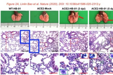 剛上線的新冠病毒Nature論文，被質(zhì)疑涉嫌圖片造假、捏造數(shù)據(jù)