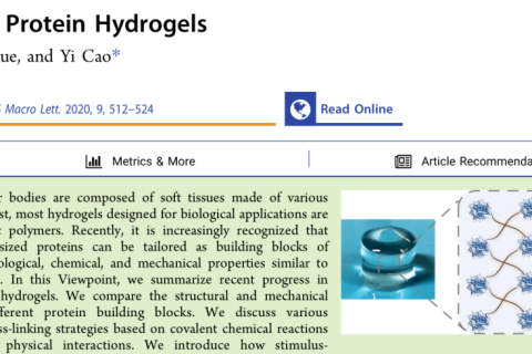 ?南京大學曹毅團隊: 合成蛋白水凝膠的最新進展