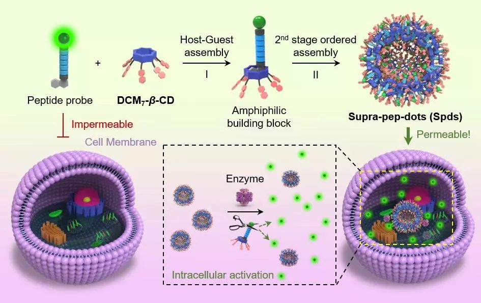 華理賀曉鵬團隊：在非抗生素型抗菌材料、抗菌肽微球領域取得重要進展