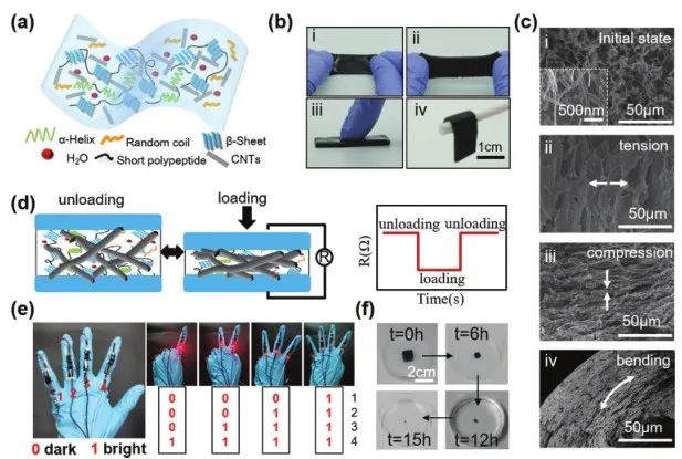 《Adv.Sci.》：可檢測、治療癲癇病的酶降解絲質(zhì)水凝膠傳感器