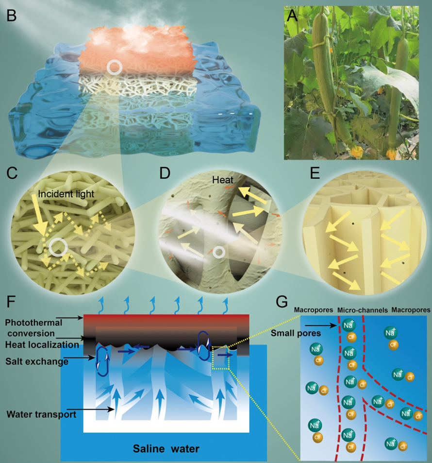美國(guó)東北大學(xué)祝紅麗教授團(tuán)隊(duì)《JMCA》：耐用、抗污的多孔絲瓜絡(luò)用于高效太陽(yáng)能淡化海水