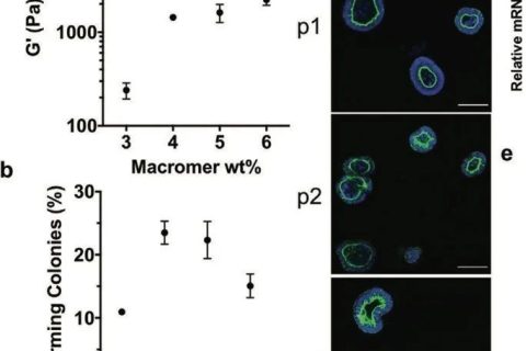 ?僅15秒！《AM》超快光降解生物水凝膠支架用于類器官傳代