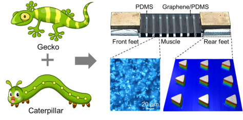 武漢大學(xué)薛龍建《Materials Today》內(nèi)封面：可精準(zhǔn)控制迷你軟體機(jī)器人