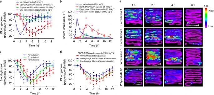 美國(guó)韋恩州立大學(xué)曹智強(qiáng)《Nat.Nanotech.》:高效口服胰島素問(wèn)世，兩性膠束遞送胰島素?zé)o需打開(kāi)緊密連接