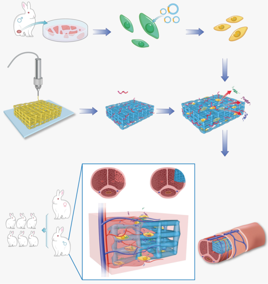 華南理工大學(xué)研發(fā)出3D打印水凝膠支架實(shí)現(xiàn)海綿體修復(fù)，成功恢復(fù)雄兔生殖能力！