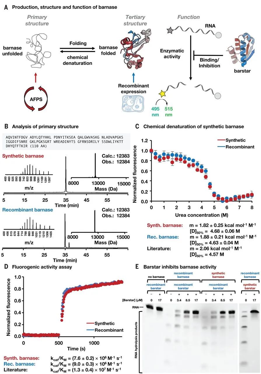 蛋白質(zhì)合成革命！MIT《Science》：自動(dòng)流動(dòng)化學(xué)法合成多種蛋白質(zhì)