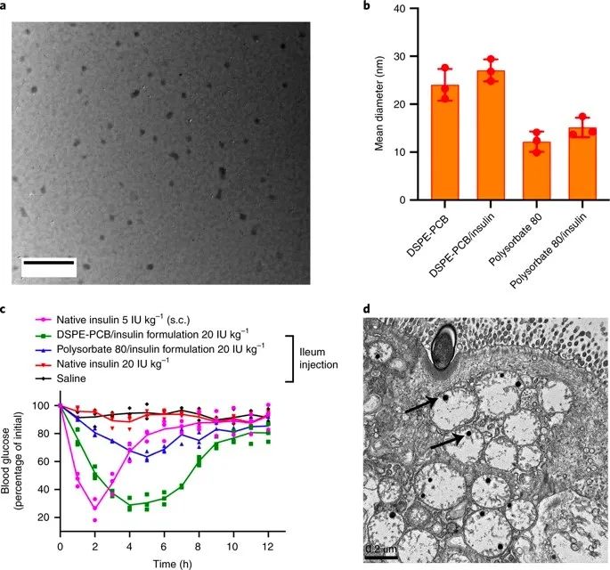 美國(guó)韋恩州立大學(xué)曹智強(qiáng)《Nat.Nanotech.》:高效口服胰島素問(wèn)世，兩性膠束遞送胰島素?zé)o需打開(kāi)緊密連接