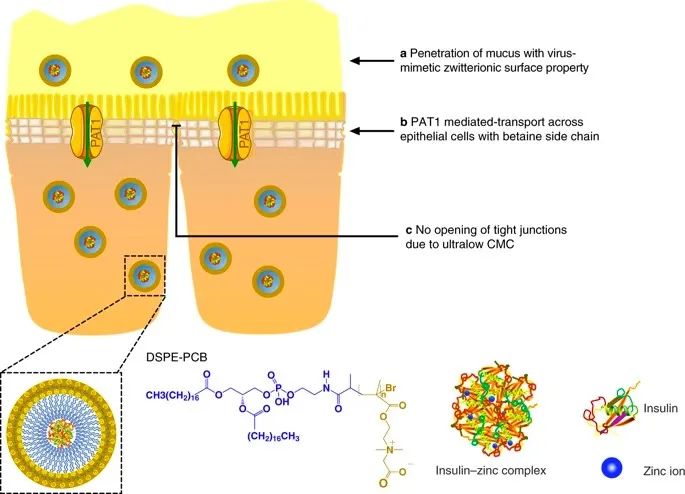 美國(guó)韋恩州立大學(xué)曹智強(qiáng)《Nat.Nanotech.》:高效口服胰島素問(wèn)世，兩性膠束遞送胰島素?zé)o需打開(kāi)緊密連接