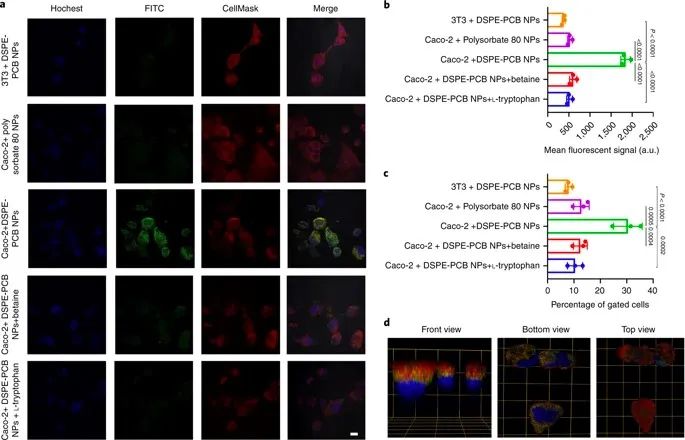 美國(guó)韋恩州立大學(xué)曹智強(qiáng)《Nat.Nanotech.》:高效口服胰島素問(wèn)世，兩性膠束遞送胰島素?zé)o需打開(kāi)緊密連接