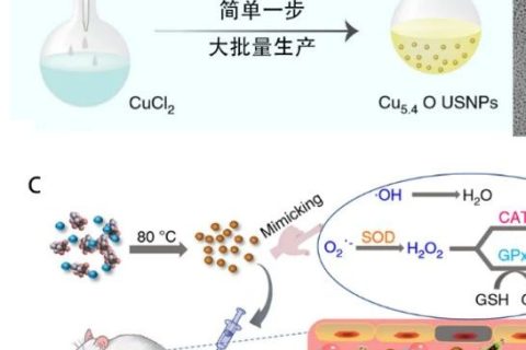 減輕炎癥反應(yīng)的超小Cu5.4O納米酶