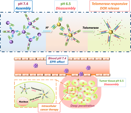 浙江大學(xué)計(jì)劍教授研究團(tuán)隊(duì)開(kāi)發(fā)用于腫瘤滲透加強(qiáng)與藥物靶向傳遞的雙響應(yīng)動(dòng)態(tài)解組裝納米載體