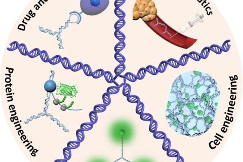 天津大學仰大勇教授Chemical Reviews：DNA功能材料進展