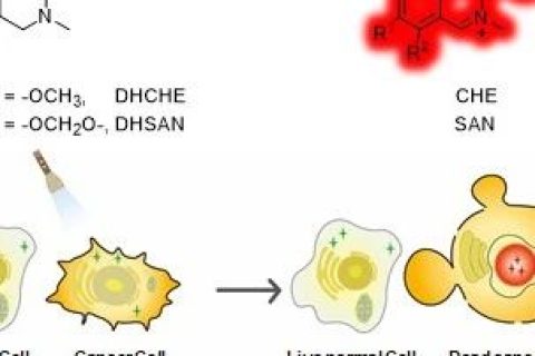 光激活二氫生物堿用于癌細(xì)胞的高時(shí)空分辨成像及精準(zhǔn)化療