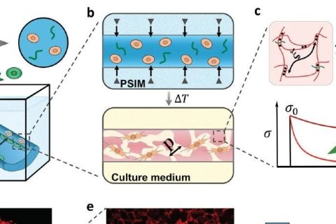 麥吉爾大學李劍宇教授《Mater.Horiz.》：響應微孔成型生物打印水凝膠，實現(xiàn)彈性、粘彈性、孔隙三種特性正交調控