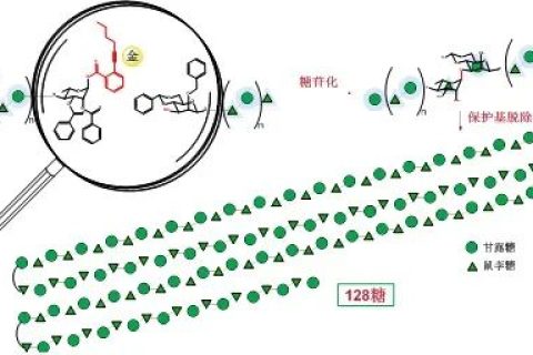 《Nature》子刊：史上最長(zhǎng)線性多糖