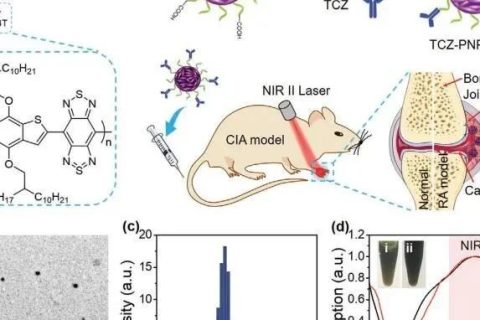 南開大學(xué)丁丹教授《AM》：首創(chuàng)！有機共軛聚合物結(jié)合藥物對類風(fēng)濕關(guān)節(jié)炎（RA）進行高效的NIR-II PA成像和治療