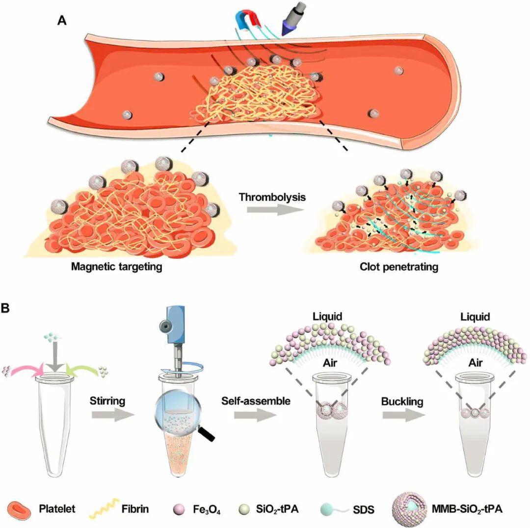 南京郵電大學汪聯(lián)輝、高宇《Sci. Adv.》：磁場、超聲波助力納米組裝體加速溶栓