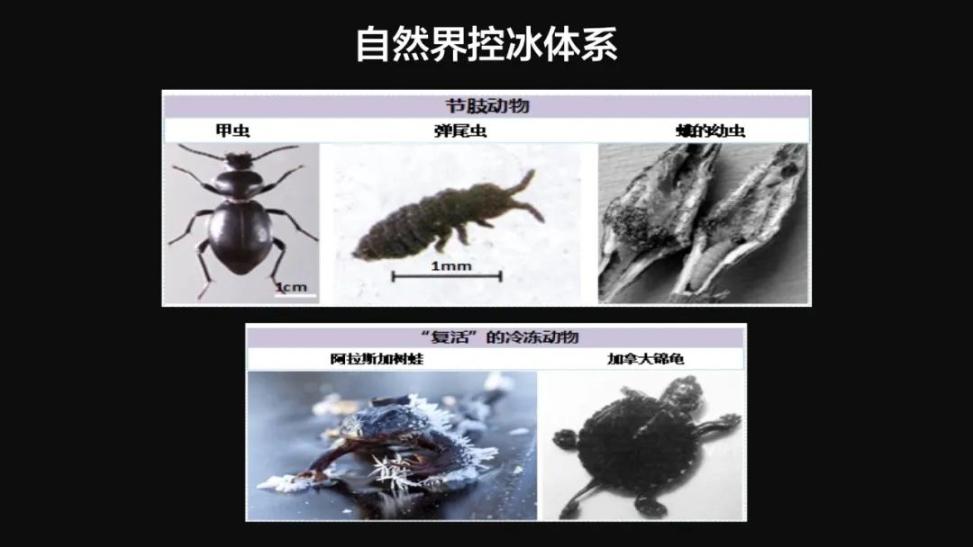 王健君：實證百年科學(xué)猜想，人體凍存未來可期