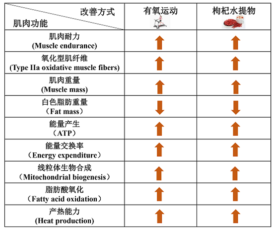 “保溫杯里放枸杞”的科學(xué)依據(jù)來(lái)了！中科院陳暢團(tuán)隊(duì)揭示枸杞堅(jiān)筋骨的科學(xué)含義及作用機(jī)制