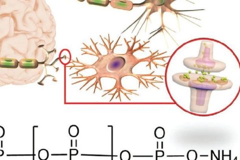 火燒、輻射都不怕，全無機離子聚合物憶阻器實現(xiàn)高性能柔性人工突觸