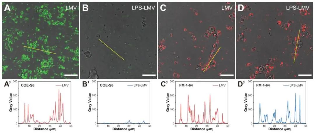 新加坡國(guó)立大學(xué)《AFM?》：肉眼可見(jiàn)！共軛低聚電解質(zhì)助力革蘭氏細(xì)菌的區(qū)分