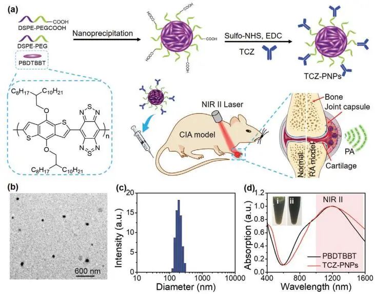 南開大學(xué)丁丹教授《AM》：首創(chuàng)！有機(jī)共軛聚合物結(jié)合藥物對(duì)類風(fēng)濕關(guān)節(jié)炎（RA）進(jìn)行高效的NIR-II PA成像和治療