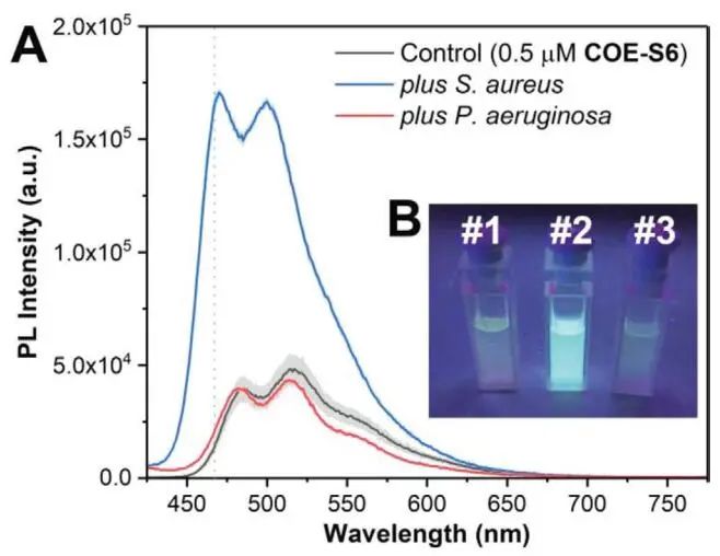 新加坡國(guó)立大學(xué)《AFM?》：肉眼可見(jiàn)！共軛低聚電解質(zhì)助力革蘭氏細(xì)菌的區(qū)分