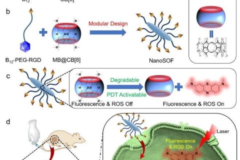 武漢科技大學王曉強/劉義/劉思敏團隊《AFM》:用分子搭積木，助力智能光動力學治療