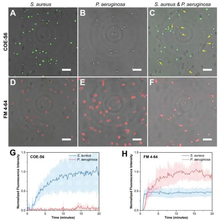 新加坡國(guó)立大學(xué)《AFM?》：肉眼可見(jiàn)！共軛低聚電解質(zhì)助力革蘭氏細(xì)菌的區(qū)分