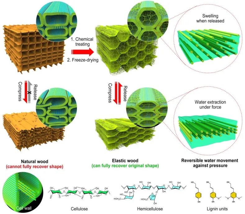 ?胡良兵/李騰《ACS Nano》：彈性木材！歷經(jīng)萬次壓縮，性能如初！