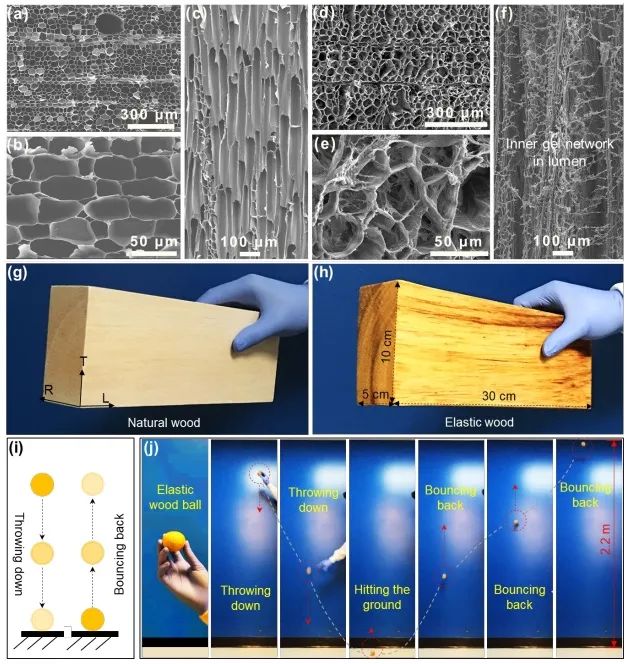 ?胡良兵/李騰《ACS Nano》：彈性木材！歷經(jīng)萬次壓縮，性能如初！