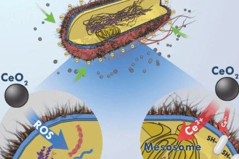 目標(biāo)→沒有蛀牙，氧化鈰納米顆?；虺芍揽诵? decoding=