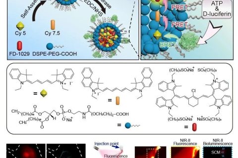 近紅外第二窗口生物發(fā)光探針用于活體高信噪比成像以及ATP介導的轉(zhuǎn)移腫瘤追蹤