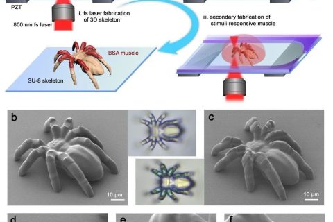 清華大學(xué)孫洪波、吉林大學(xué)張永來：飛秒激光仿生制造人工肌肉骨骼系統(tǒng)