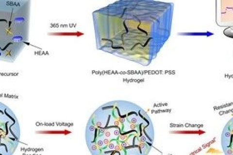 美國(guó)阿克倫大學(xué)鄭潔團(tuán)隊(duì)《JMCA》：新型全聚合物導(dǎo)電水凝膠
