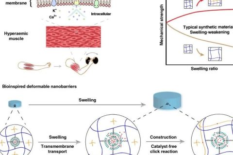 水凝膠溶脹后機械性能反增強？骨骼肌啟發(fā)的溶脹強化水凝膠！