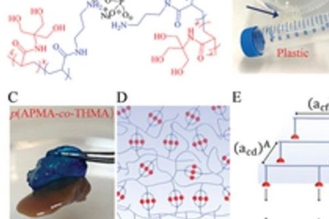 具有“分擔(dān)負(fù)荷”作用的粘性水凝膠，可作為組織繃帶用于藥物和細(xì)胞的輸送。