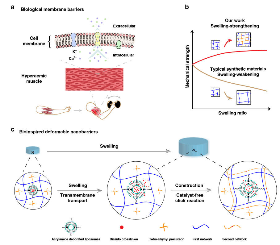 水凝膠溶脹后機(jī)械性能反增強？《Nature》子刊：骨骼肌啟發(fā)的溶脹強化水凝膠！