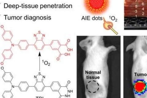 唐本忠院士/羅亮教授《AM》：穿透3厘米！AIE近紅外化學(xué)發(fā)光材料用于深部組織成像