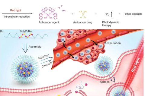 耐藥腫瘤不可怕！雙響應(yīng)Pt(IV)/Ru(II)雙金屬聚合物殺死耐順鉑腫瘤