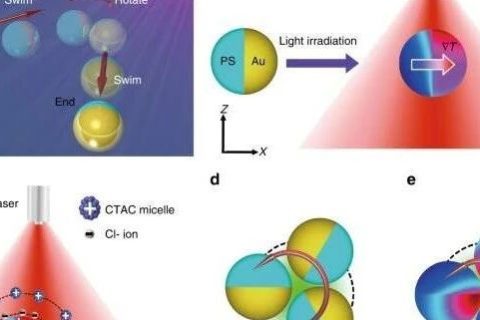 德克薩斯大學(xué)鄭躍兵團隊：光-熱電微型游泳器件助力靶向給藥